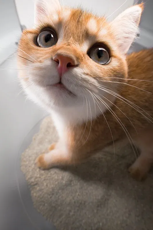 CATLINK AI 5GHz Camera Cat Litter Box - Scooper Pro Ultra - Image 15