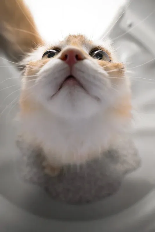 CATLINK AI 5GHz Camera Cat Litter Box - Scooper Pro Ultra - Image 16