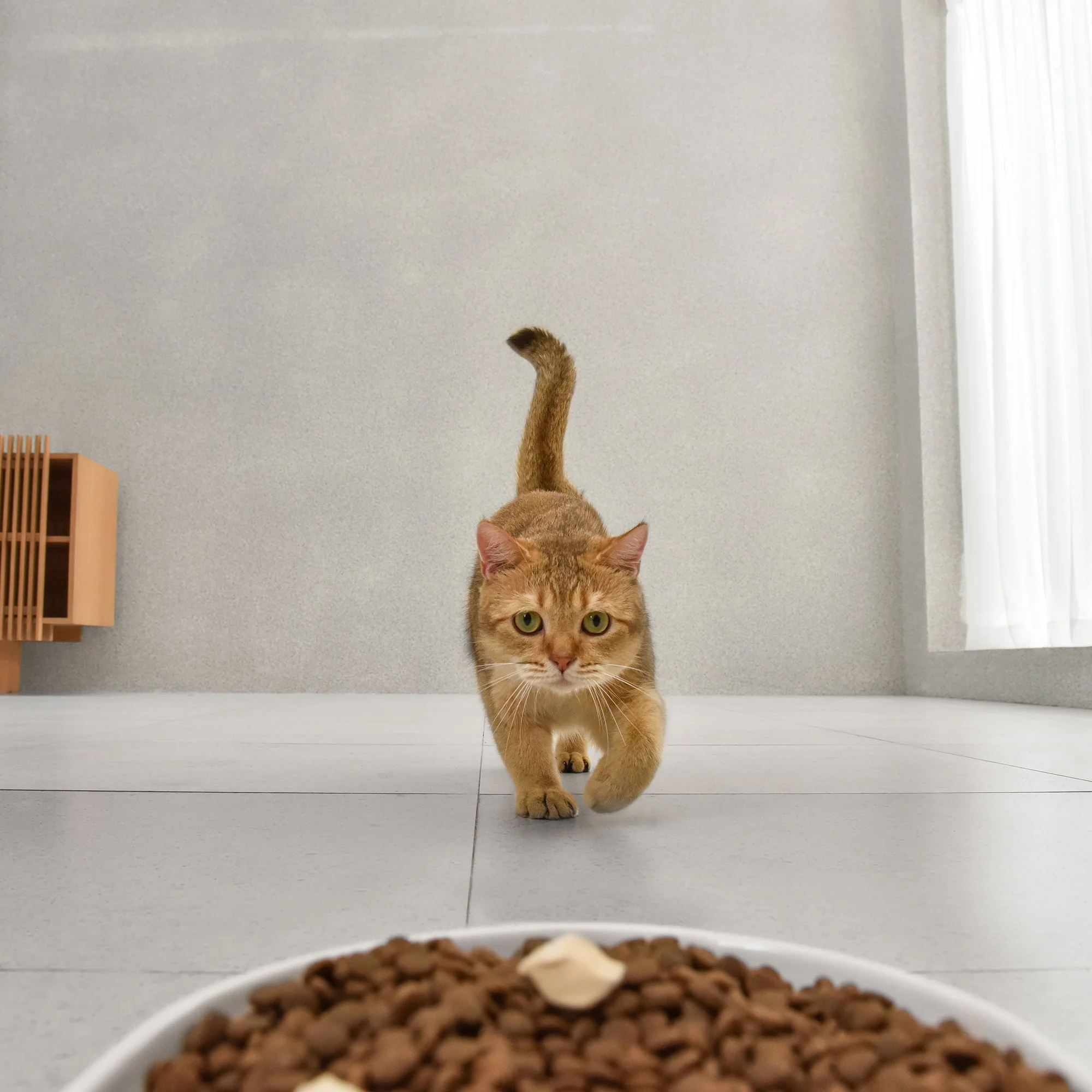 CATLINK Multi-Cat Recognition Automatic Feeder - Facelink - Image 8