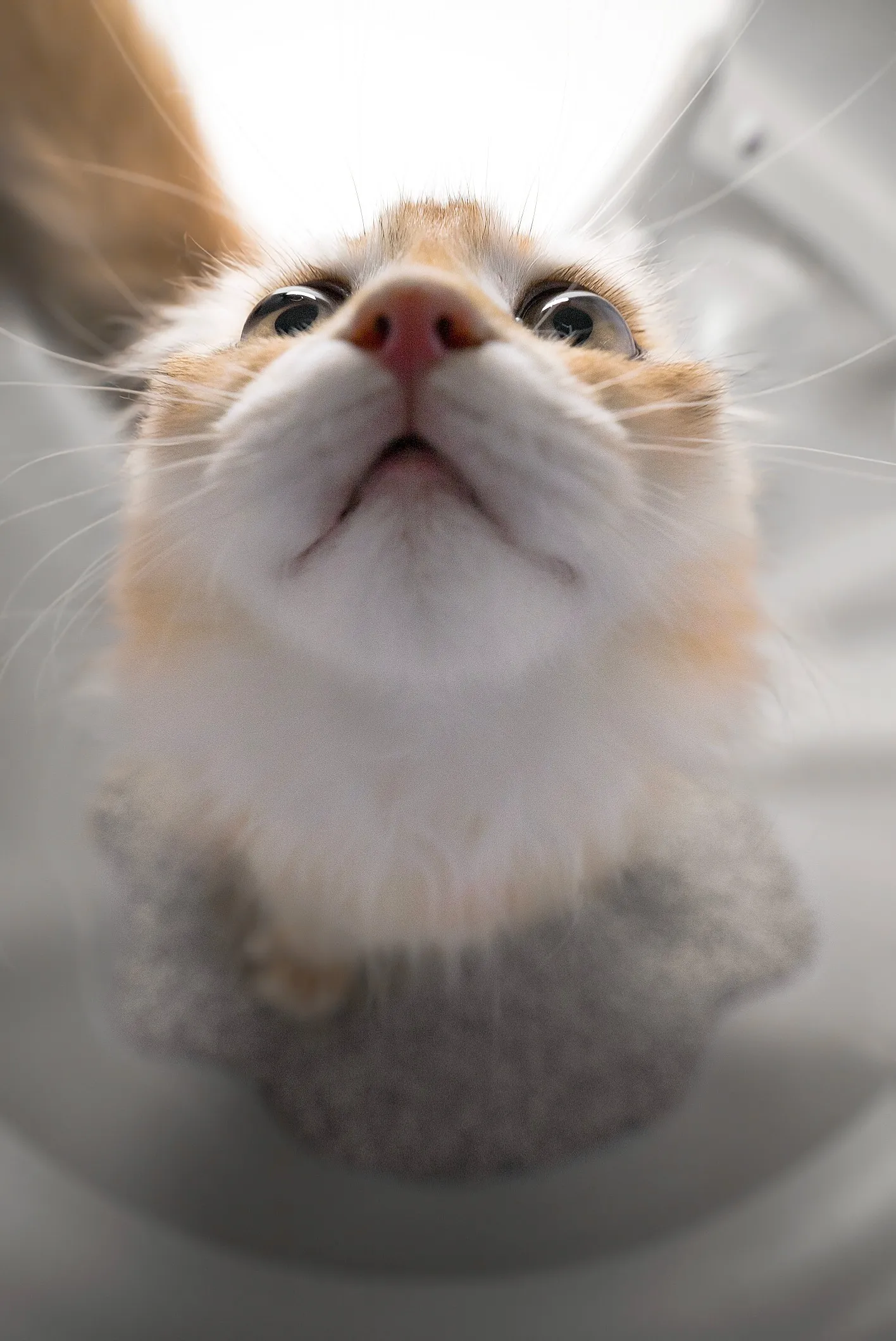 CATLINK AI 5GHz Camera Cat Litter Box - Scooper Pro Ultra Ramp Set - Image 3