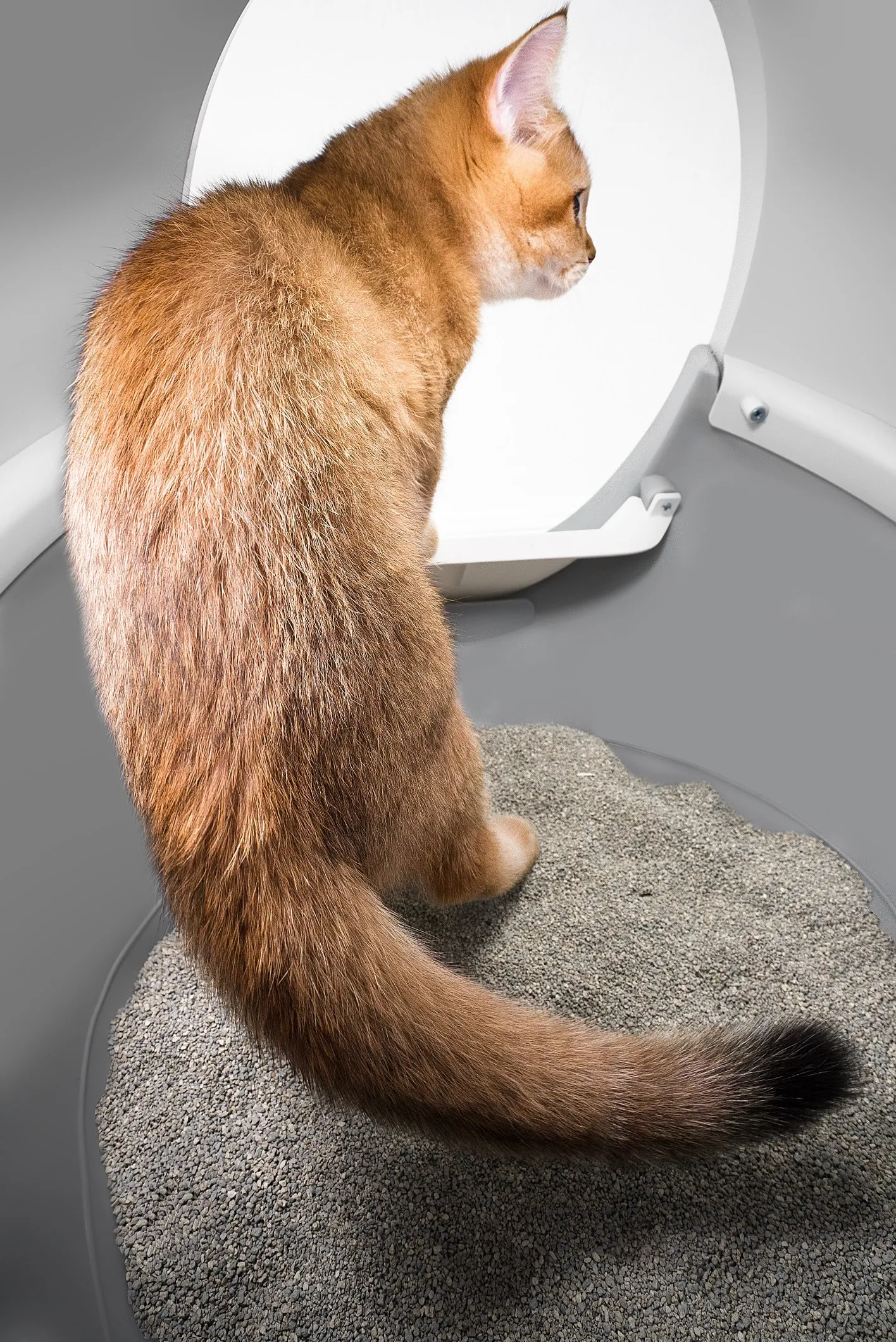 CATLINK AI 5GHz Camera Cat Litter Box - Scooper Pro Ultra Ramp Set - Image 4